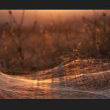 sunset web