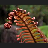 curly red fern